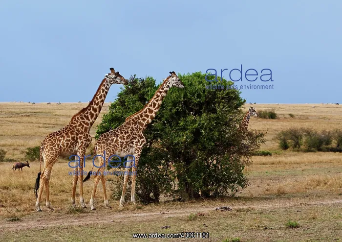 : Maasai Giraffe (Giraffe Tippelskirchi) as : Maasai Giraffe (Giraffe Tippelskirchi) as