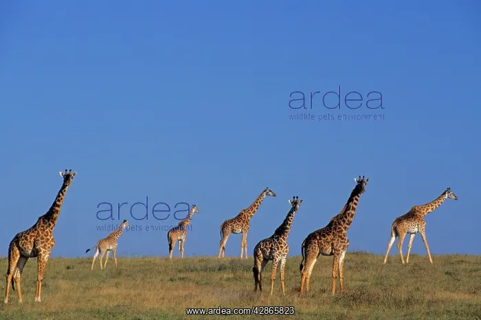 : Maasai giraffe - herd : Maasai giraffe - herd