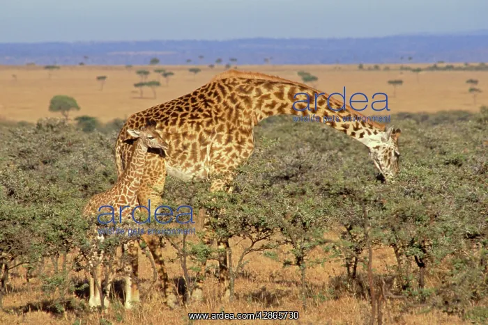: Maasai Giraffe - mother browsing while calf looks on : Maasai Giraffe - mother browsing while calf looks on