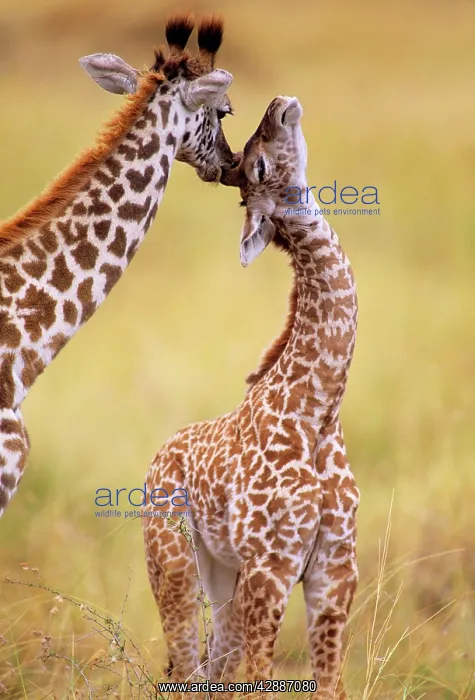  : Maasai Giraffe - mother sucking youngIs ear