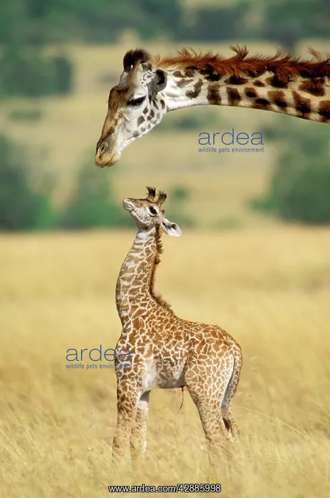  : Maasai Giraffe - mother and one week old young