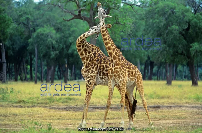  : Maasai Giraffe - pair play fighting
