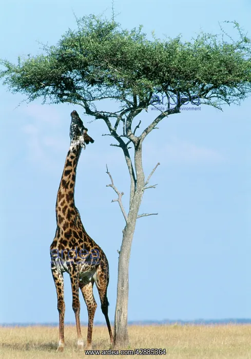  : Maasai GIRAFFE - reaches up to feed from tree