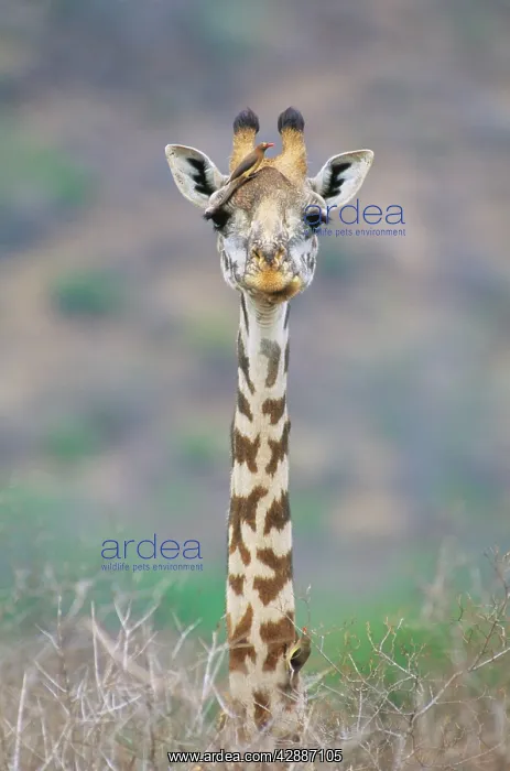  : Maasai Giraffe - with Red-billed oxpecker (Buphagus