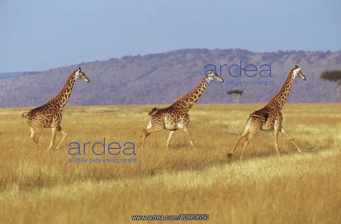  : Maasai Giraffe - three running
