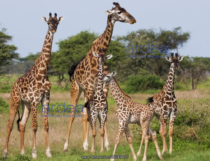 : Maasai giraffe, Serengeti National Park : Maasai giraffe, Serengeti National Park