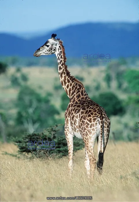  : MAASAI GIRAFFE - standing