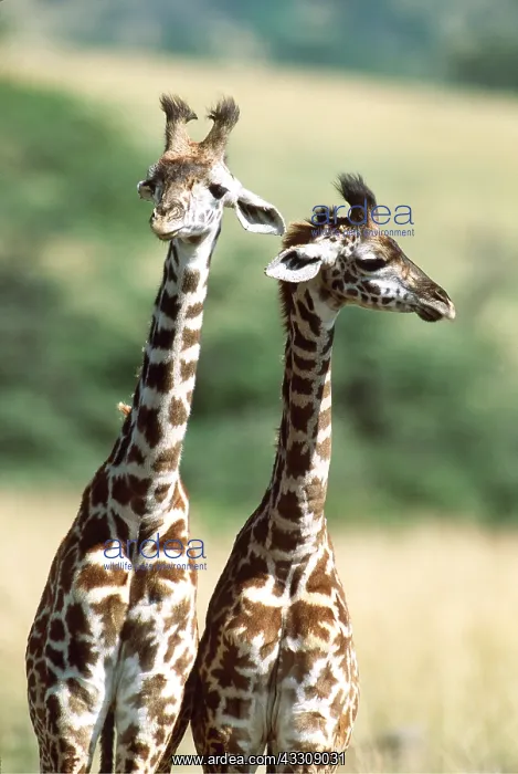  : MAASAI GIRAFFE - two standing