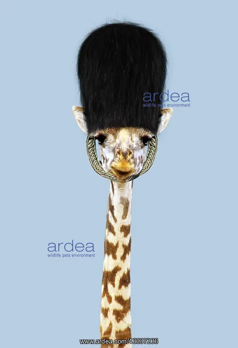  : Maasai Giraffe wearing a bearskin guards hat