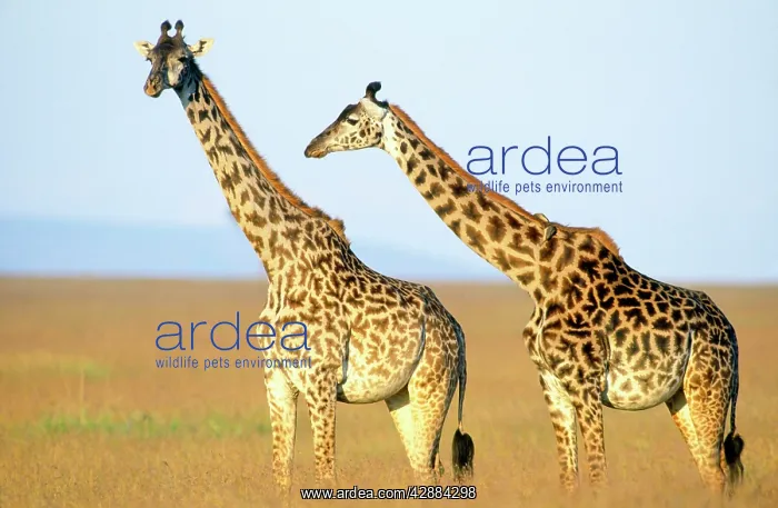  : MAASAI GIRAFFE - x two