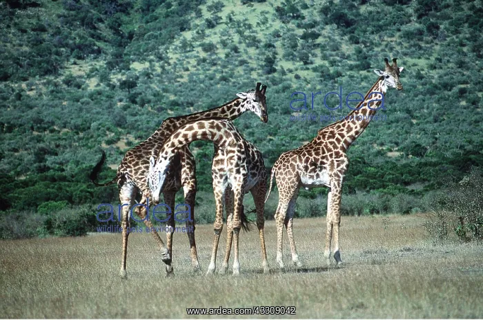  : MAASAI GIRAFFE - x three