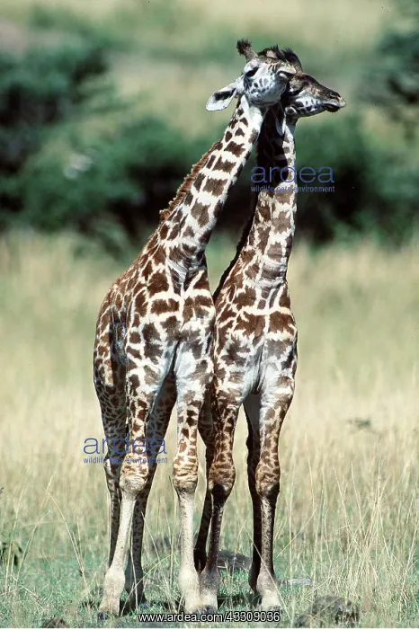  : MAASAI GIRAFFE - x two standing
