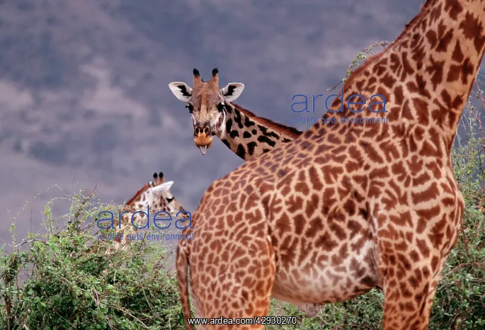  : Maasai GIRAFFE - x three, Giraffe peers over 2nd