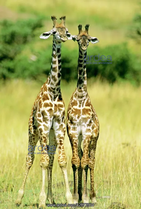  : Maasai Giraffe - two young