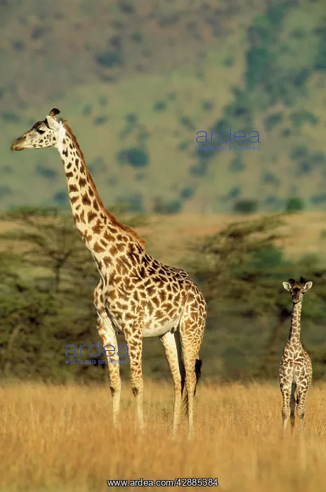  : Maasai Giraffe - and young