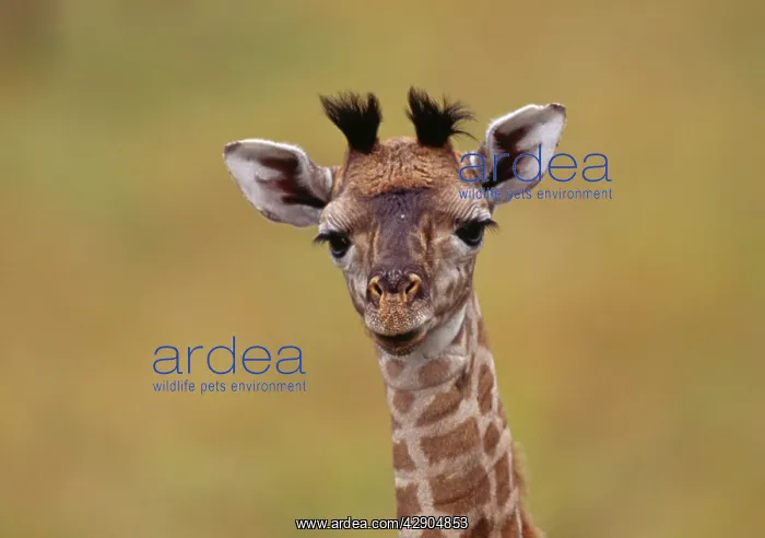  : Maasai Giraffe - young