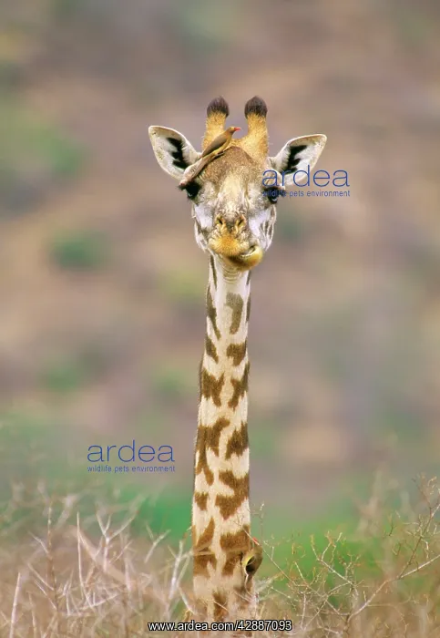  : Maasai Giraffe - young with bird on head