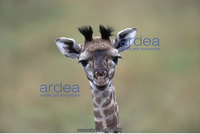 : MAASAI GIRAFFE - young, close-up of head : MAASAI GIRAFFE - young, close-up of head