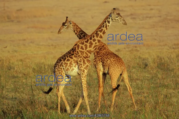 : Maasai Giraffe - Young males 'necking' (dominance behavior) : Maasai Giraffe - Young males 'necking' (dominance behavior)
