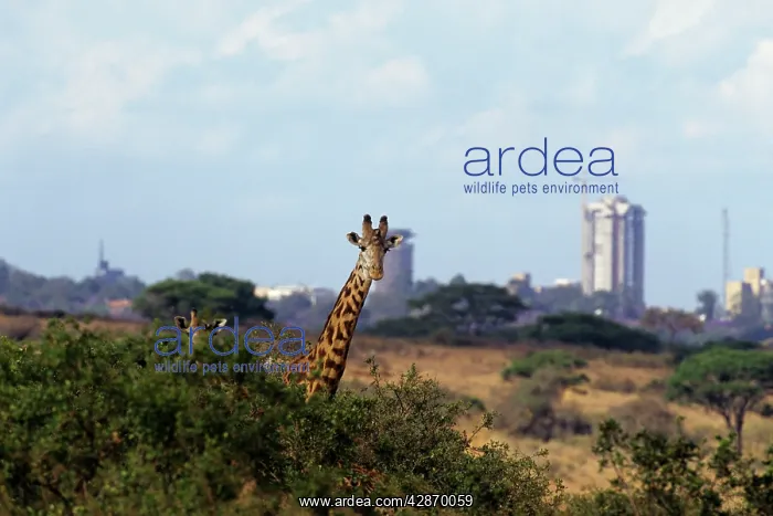 : Maasai Giraffes : Maasai Giraffes