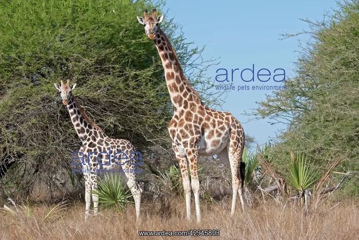 : Maasai Giraffes : Maasai Giraffes