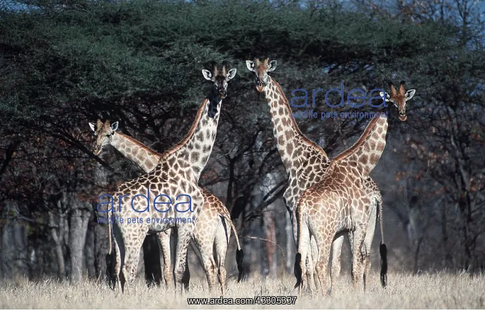 : MAASAI GIRAFFES - x four : MAASAI GIRAFFES - x four