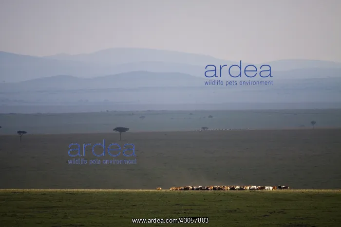 : Maasai herd on the savannah of Masai Mara Reserve Kenya : Maasai herd on the savannah of Masai Mara Reserve Kenya