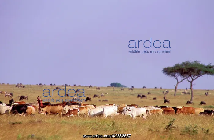  : Maasai men and cattle