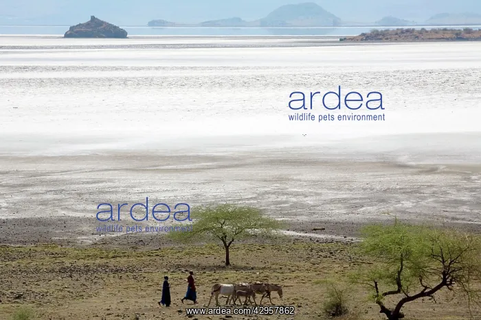 : Maasai moving with donkeys near lake Natron : Maasai moving with donkeys near lake Natron