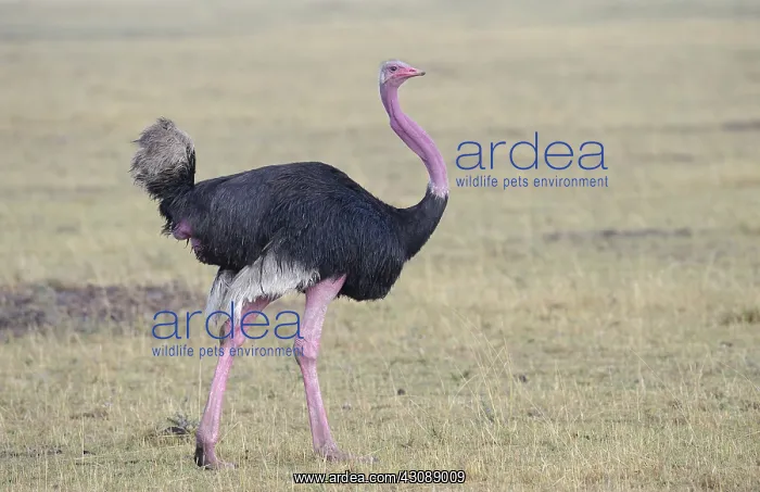 : Maasai Ostriches : Maasai Ostriches