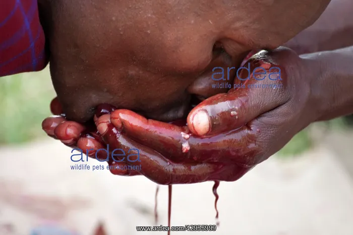 : Maasai Tribesman - drinking Goats blood during : Maasai Tribesman - drinking Goats blood during