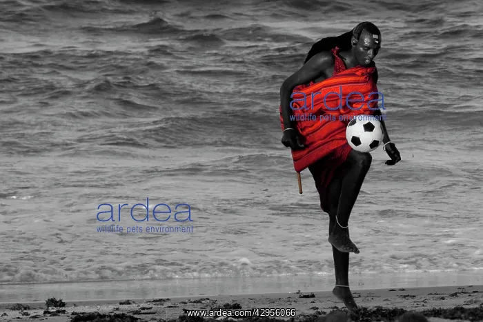 : Maasai Tribesman - rests playing football after : Maasai Tribesman - rests playing football after