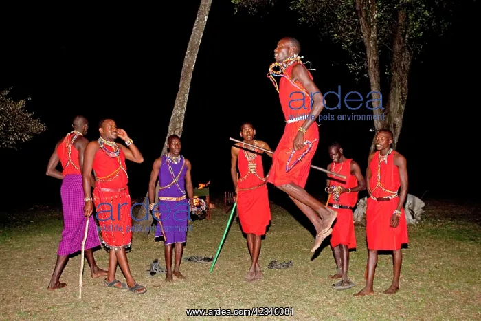 : Maasai Warriors jumping dancing : Maasai Warriors jumping dancing