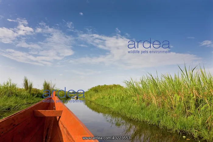 : The Mabamba wetlands near Kampala are famous : The Mabamba wetlands near Kampala are famous