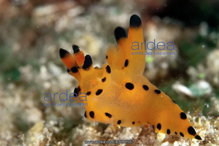  : Mabul Thecacera Nudibranch