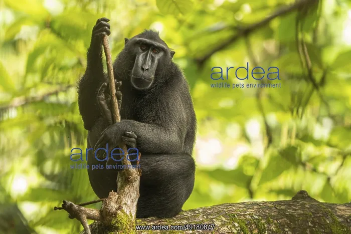 : Macaca nigra, tangkoko national park, indonesia : Macaca nigra, tangkoko national park, indonesia