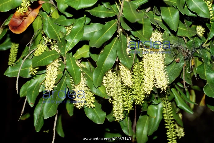 : MACADAMIA nut flowers : MACADAMIA nut flowers