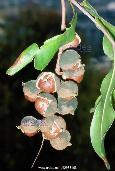 : MACADAMIA nuts : MACADAMIA nuts