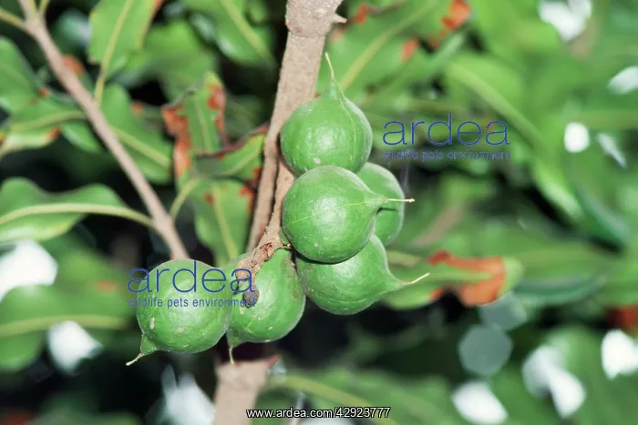 : Macadamia Tree - close-up of nuts : Macadamia Tree - close-up of nuts