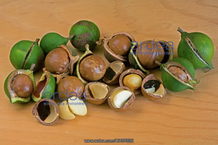 : Macademia Nuts : Macademia Nuts