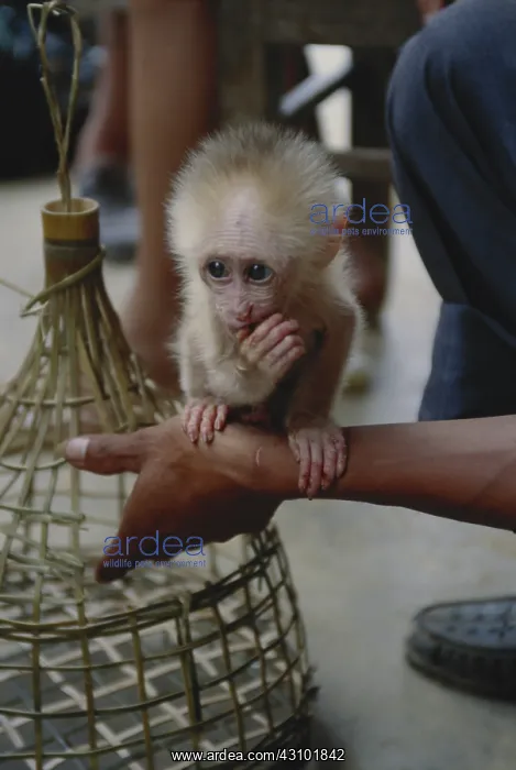 : Macaque Monkey for Sale Illegally : Macaque Monkey for Sale Illegally