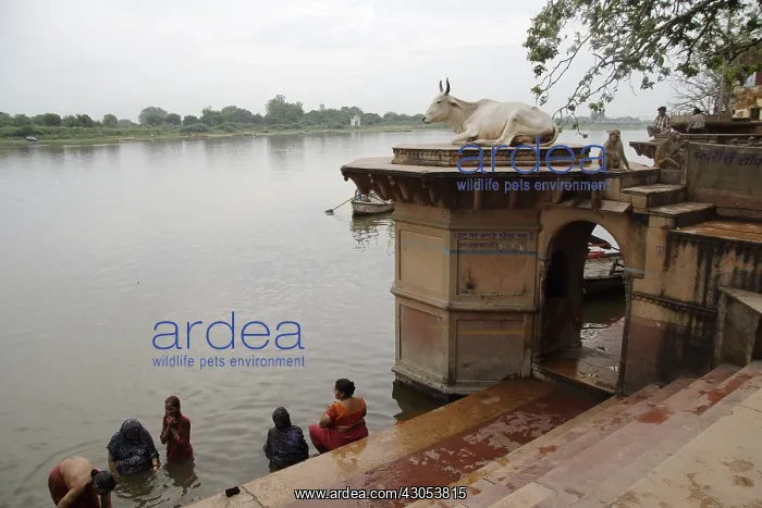 : Macaque and sacred cow River Yamuna Mathura Uttar Pradesh : Macaque and sacred cow River Yamuna Mathura Uttar Pradesh