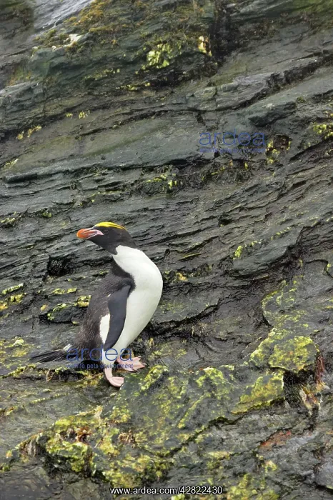: Macaroni Penguin : Macaroni Penguin