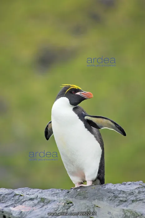 : Macaroni Penguin : Macaroni Penguin