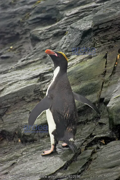 : Macaroni Penguin : Macaroni Penguin