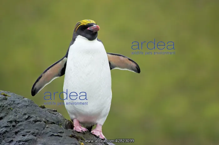 : Macaroni Penguin : Macaroni Penguin