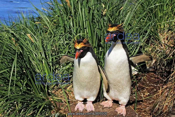 : Macaroni Penguin - two : Macaroni Penguin - two