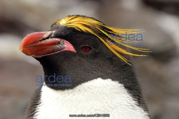 : Macaroni Penguin : Macaroni Penguin
