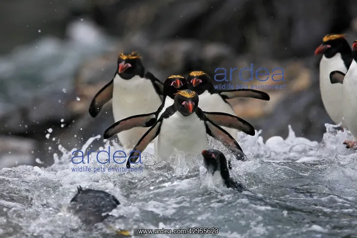 : Macaroni Penguin