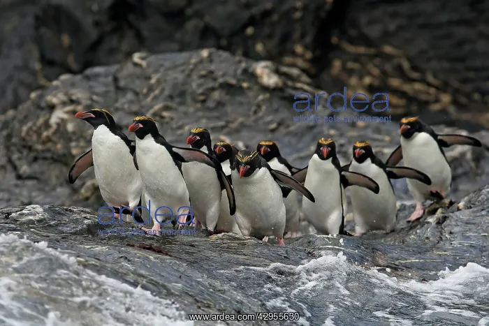 : Macaroni Penguin : Macaroni Penguin